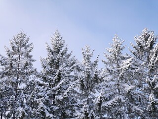 雪化粧した杉の木