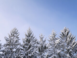 雪化粧した杉の木