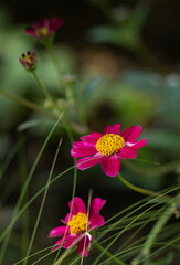 Pink cosmos flower on a green background