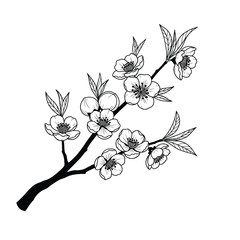 Cherry Blossom Branch Line Art illustration