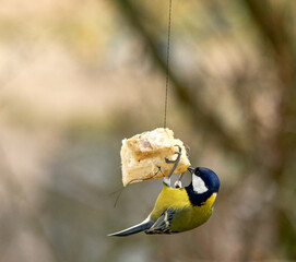 Wild bird survival and winter feeding concept. A Great Tit clinging to a piece of hanging bread in a park, highlighting urban wildlife care and nature conservation. © Сергій