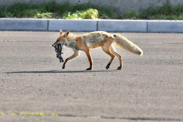 子狐に餌を運ぶ親のキタキツネ