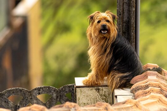 Cachorro peludo sentado em cima de muro coberto com telha de barro. 