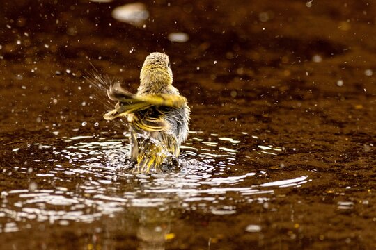 P&aacute;ssaro tomando banho em possa de &aacute;gua de chuva.  