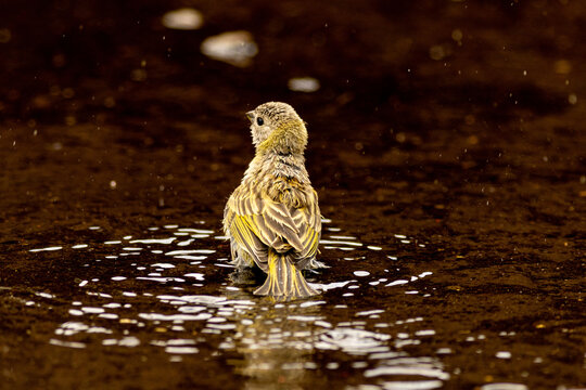 P&aacute;ssaro tomando banho em possa de &aacute;gua de chuva.  