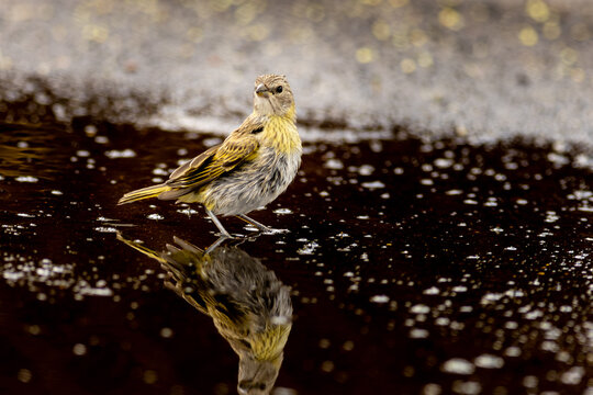 P&aacute;ssaro tomando banho em possa de &aacute;gua de chuva.  