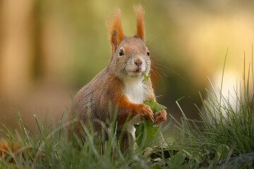 Eichh&ouml;rnchen frisst L&ouml;wenzahn auf der sonnigen Wiese