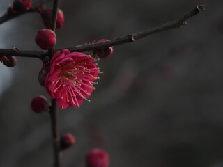一輪だけ咲いた紅梅