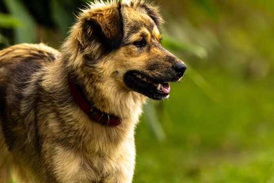 Cachorro de pelo amarelo e preto. 