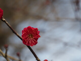 一輪だけ咲いた紅梅