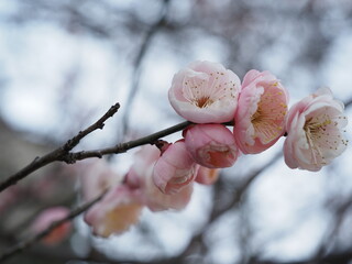 春を告げる梅の花
