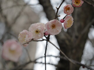 咲き始めた梅の花