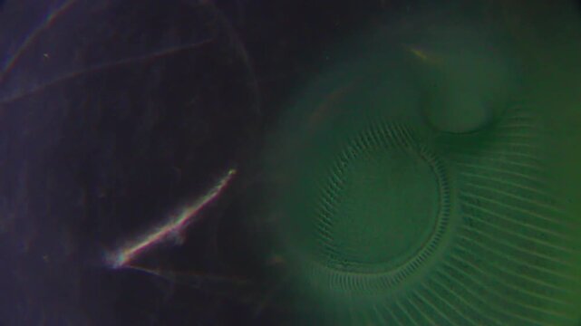 Anterior region of a Stentor ciliate with visible cilia under 400x darkfield microscopy. 4K scientific microscopy footage of a protozoan.