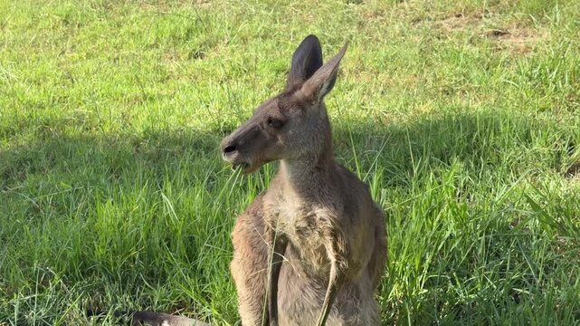 A female kangaroo calmly grazes on grass near the coast, head lowered while remaining alert to her surroundings. Natural behavior filmed at Agnes Water, Queensland, Australia.