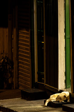Cachorro dormindo na soleira de porta de madeira em rua de cidade a noite. 