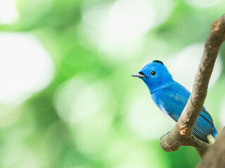 Obraz premium Black-naped Monarch - The Little Blue Elf - Wildlife Bird Photography