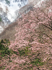 貞麟寺の境内で咲く残雪の山肌を背景にした桜