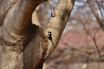 木の幹からひょっこり現れたシジュウカラ