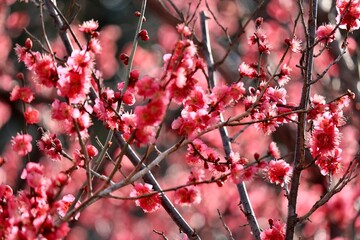 満開の紅梅