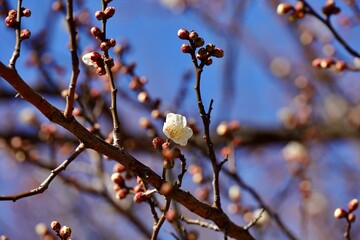 咲き始める白梅