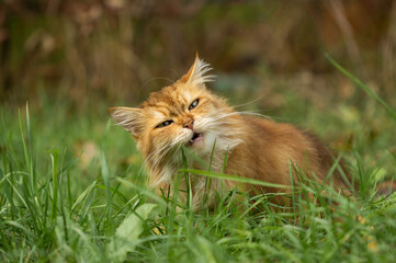 Ginger cat eating grass