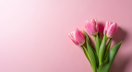 Obraz premium Pink tulips on pastel background