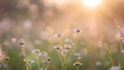 Sunlight streams in brightly. The focus is on the flowers blooming in the field.