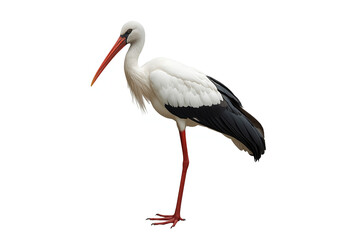 Obraz premium white stork ciconia