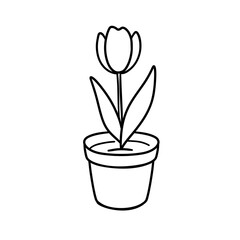 Tulip in a pot