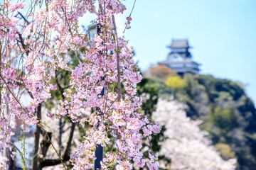 犬山市、枝垂れ桜と犬山城の遠景