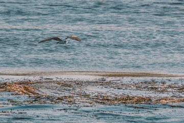 Fototapeta premium Common Tern flying over the Nile river surface