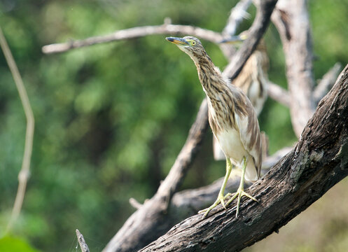 Pond Heron in Keoladeo National Park/Bharatpur Bird Sanctuary in Rajasthan, India, a UNESCO World Heritage Site famed for 370+ bird species in wetlands. Hosts migratory flocks like Siberian Cranes. 