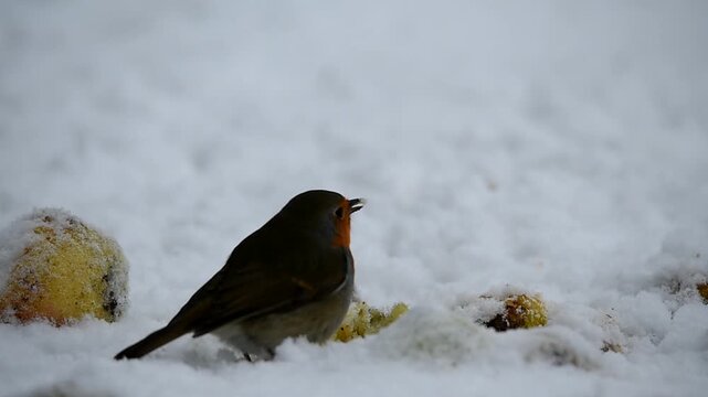 Rotkehlchen und Amsel fressen am Apfel im Schnee