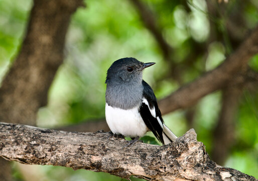 Magpie Robin in Keoladeo National Park/Bharatpur Bird Sanctuary in Rajasthan, India, a UNESCO World Heritage Site famed for 370+ bird species in wetlands. Hosts migratory flocks like Siberian Crane