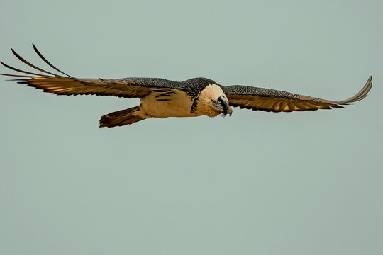 Quebrantahuesos en vuelo, en el parque natural de Cazorla, Segura y Las Villas.