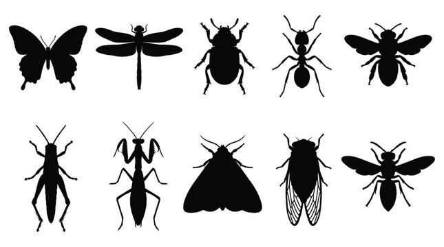 Collection of black insect silhouettes on white background