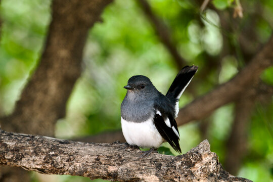 Magpie Robin in Keoladeo National Park/Bharatpur Bird Sanctuary in Rajasthan, India, a UNESCO World Heritage Site famed for 370+ bird species in wetlands. Hosts migratory flocks like Siberian Crane