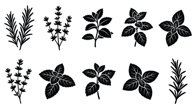 Black silhouette herbs rosemary thyme mint basil leaves
