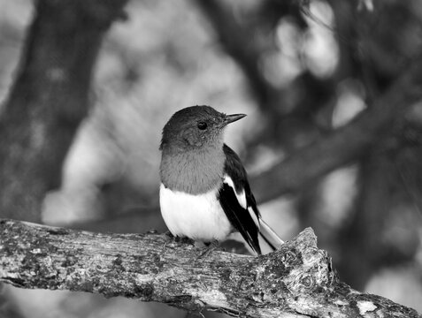 Magpie Robin in Keoladeo National Park/Bharatpur Bird Sanctuary in Rajasthan, India, a UNESCO World Heritage Site famed for 370+ bird species in wetlands. Hosts migratory flocks like Siberian Crane