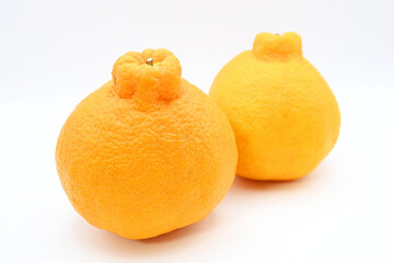 白背景に映える新鮮な不知火（デコポン）のアップ