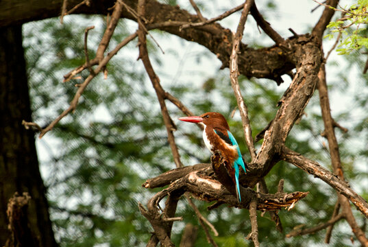 Kingfisher in Keoladeo National Park/Bharatpur Bird Sanctuary in Rajasthan, India, is a UNESCO World Heritage Site famed for 370+ bird species in its 29 sq km wetlands.  Hosts winter migratory birds