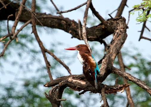 Kingfisher in Keoladeo National Park/Bharatpur Bird Sanctuary in Rajasthan, India, is a UNESCO World Heritage Site famed for 370+ bird species in its 29 sq km wetlands.  Hosts winter migratory birds