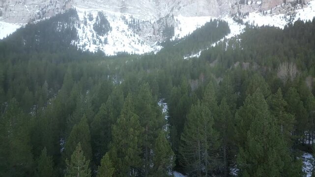 Flying over pine forest in Prat del Cadí 4k drone