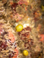 ミナミハコフグ, ハコフグ科,
Yellow Boxfish, Ostracion cubicus,
ハコフグ, ハコフグ科,
Boxfish, Ostracion immaculatus,
幼魚yg , 
ヒリゾ浜南伊豆町中木
静岡県伊豆半島-2025
日本有数のシュノーケリングスポット。
夏の数カ月間だけ渡し船で行ける。
水質透明度魚影が素晴らしい。
