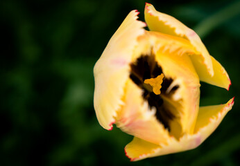 Close-up of yellow tulip flower with dark center. Blooming in spring garden. Floral background. Selective focus.