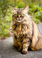Portrait of a fluffy long haired cat with green eyes sitting outdoors. Animal lifestyle concept. Close-up. Selective focus.