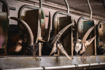 Goats eat hay in a stable