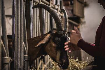 Goats eat hay in a stable