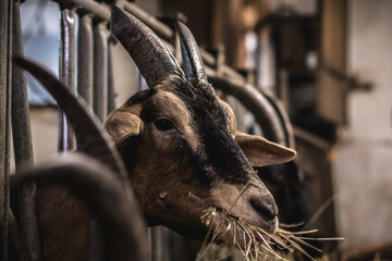 Goats eat hay in a stable