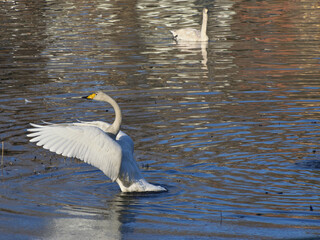 Naklejka premium 水面で翼を広げる白鳥
